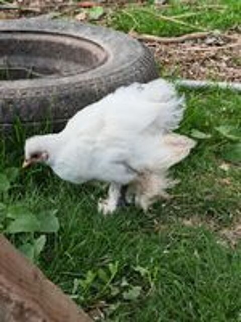   Donne coq bantam Pékin croisé soie blanc 