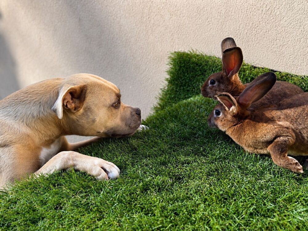 lapins Jardin