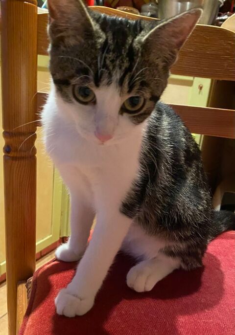 chatons sevr&eacute;s 0 86240 Ligugé