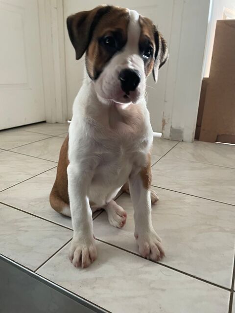 Berner Bully- Croisement Bouvier Bernois x Bulldog Anglaise 600 54280 Sorn�ville