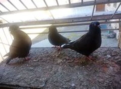   Pigeons ornement  
