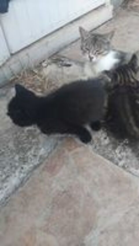   Donne chatons 