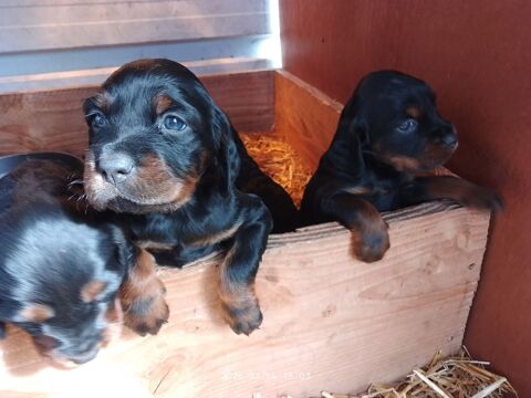 chiot setter gordon 800 33113 Saint-symphorien