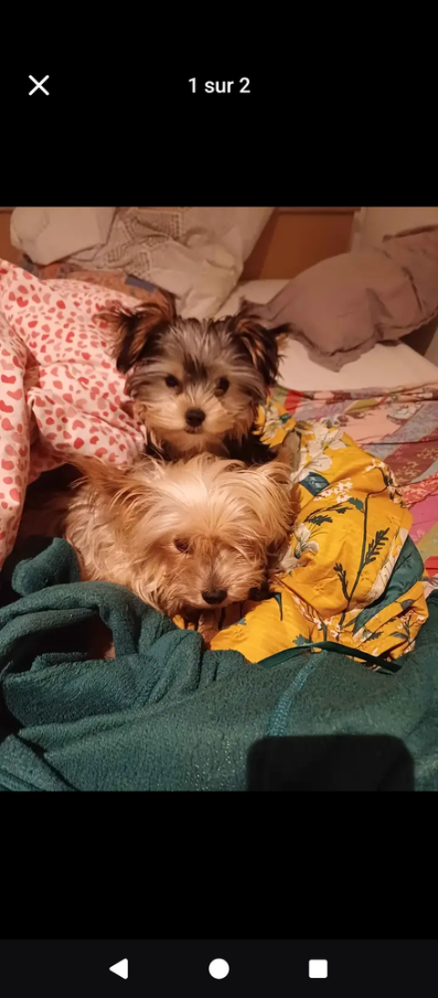 Recherche mini yorkshire m&acirc;le maximum 3 kg 150 59235 Bers�e