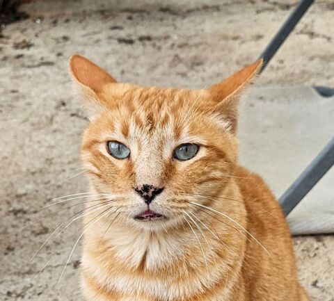 PUSSCAT 220 95610 ragny