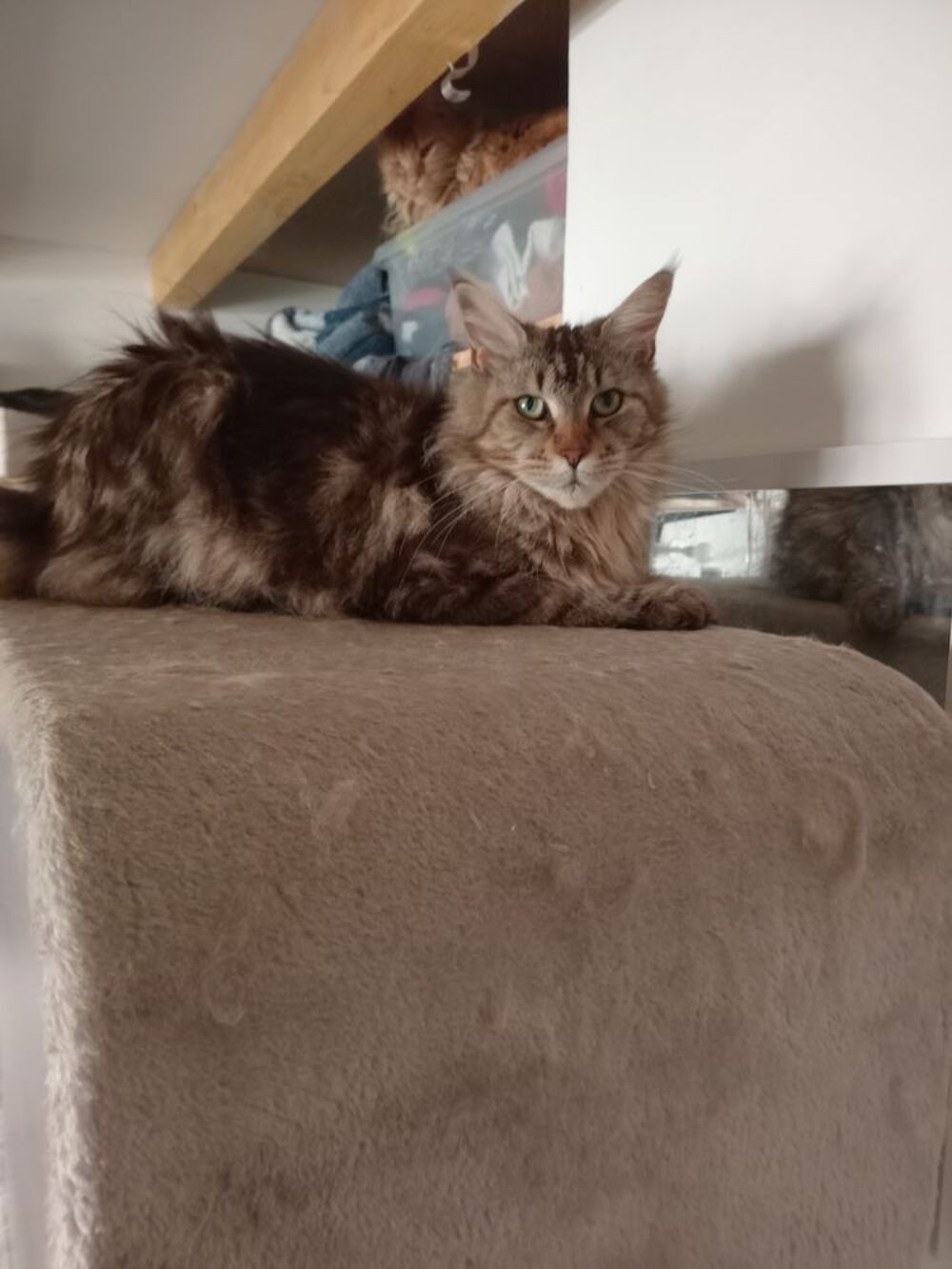   Chat retraité Maine Coon  