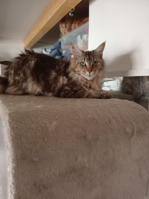 Chat retrait&eacute; Maine Coon 500 47300 Villeneuve-sur-lot