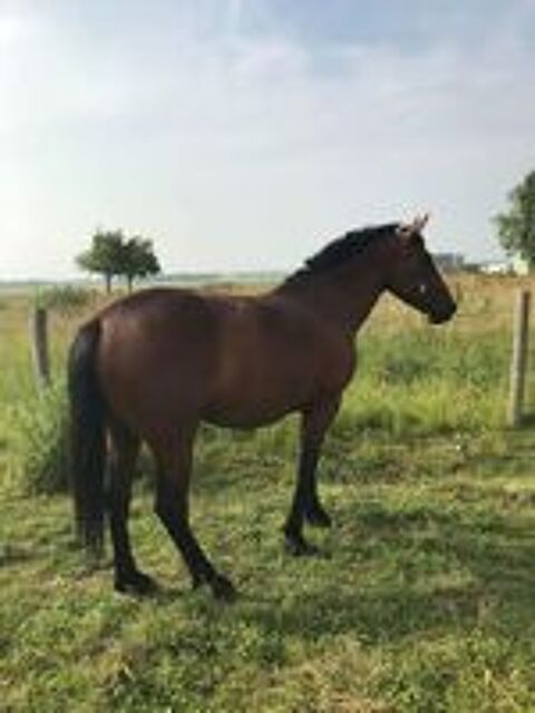   Trs belle jument TF, 4 ans, 