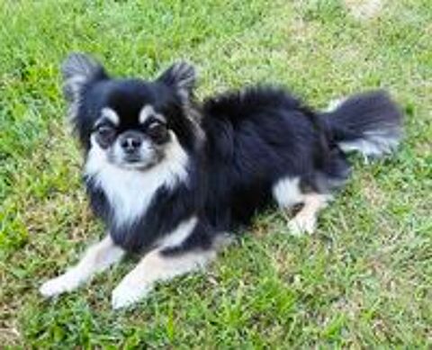   Chihuahua 2 ans poil long tricolore Noir -Beige - Feu 