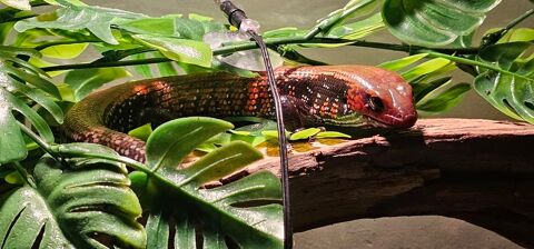 Couples de scinques a flanc rouge 
30 83210 Sollis-pont