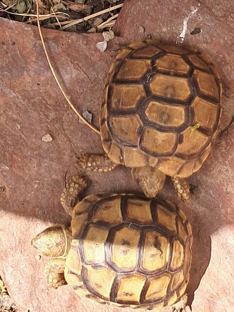 Tortue de terre 150 59000 Lille