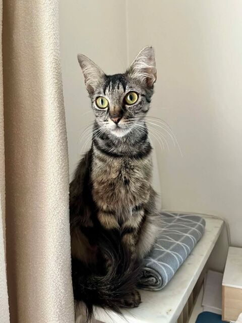 Fleur un jeune chatte aussi douce que jolie 180 94200 Ivry-sur-seine
