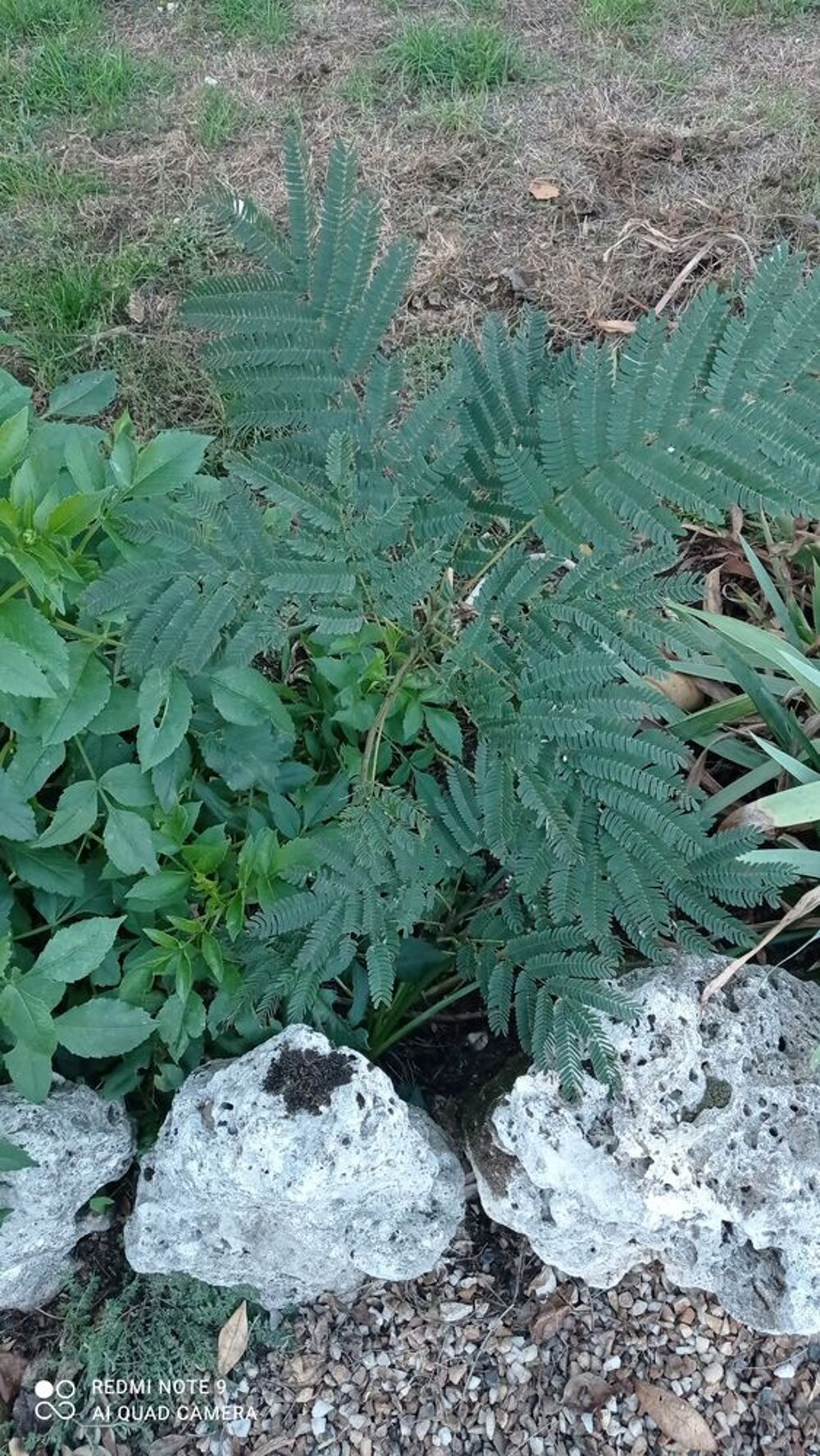 Albisia Jardin