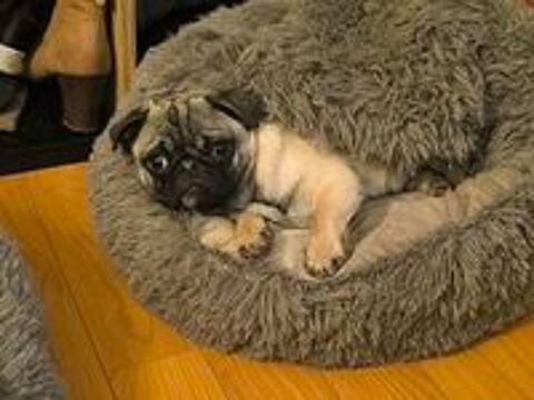   Chiot Carlin 7 mois 