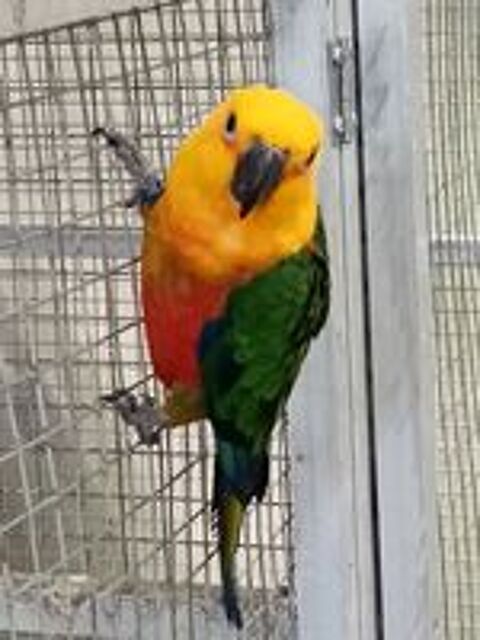   Femelle conure jendaya  