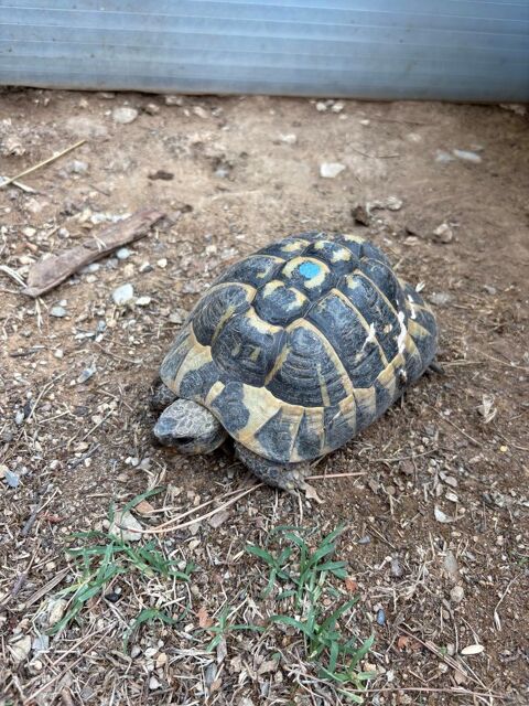 Tortue m&acirc;le 100 06510 Carros