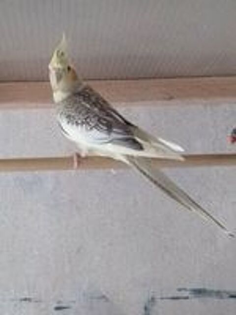  calopsittes 
