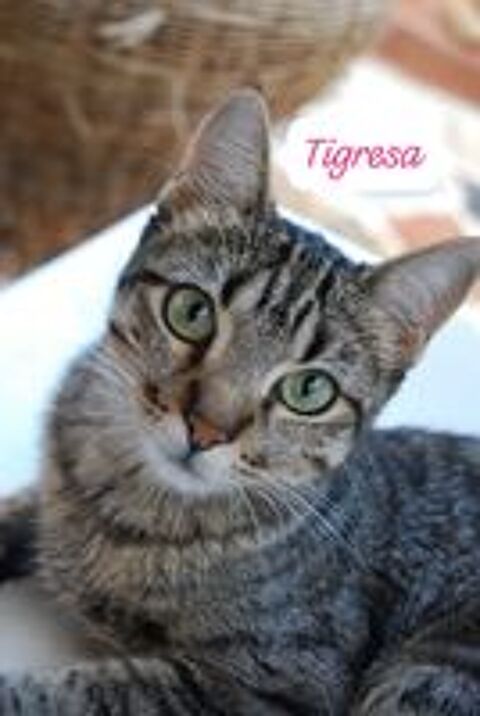   TIGRESA 