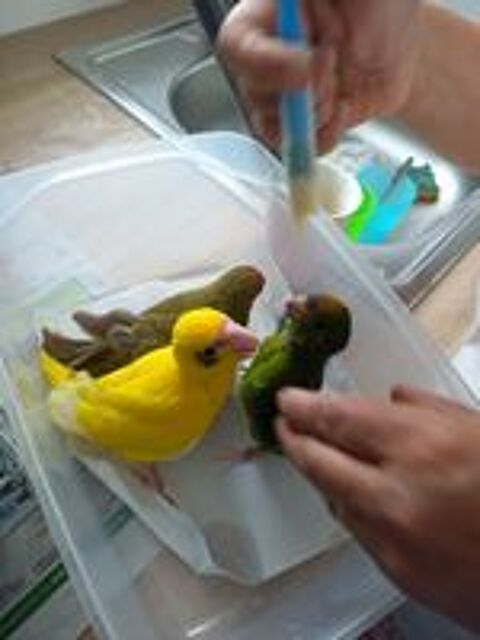   Kakariki   