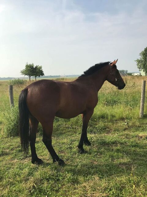 Très belle jument TF, 4 ans, 3000 75013 Paris