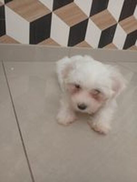   Bichon maltais non lof  
