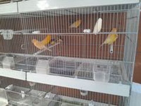   Oiseaux de voliere
Canaris Différentes couleurs  
