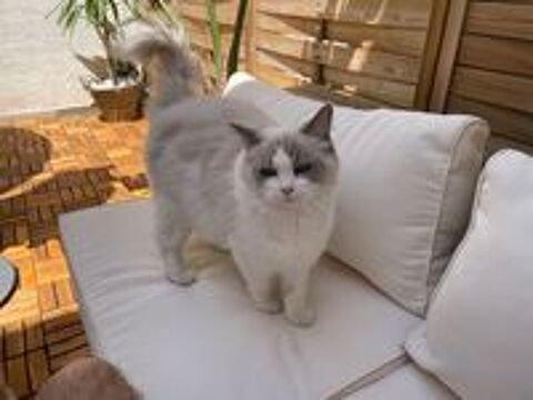   Chatton Ragdoll 