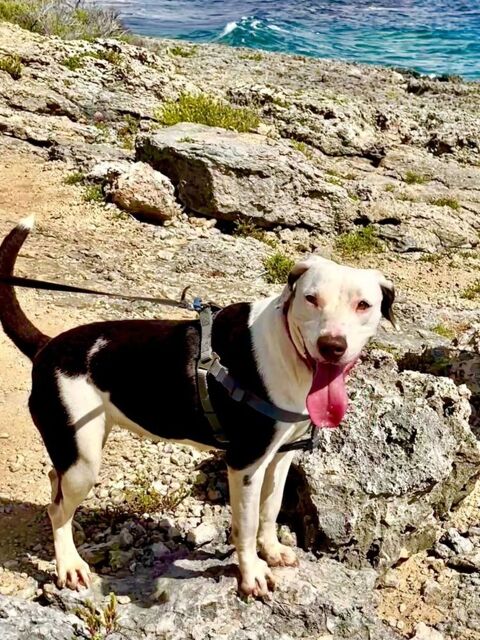 ✨️ DENISE ✨️ 🐶 290 78500 Sartrouville