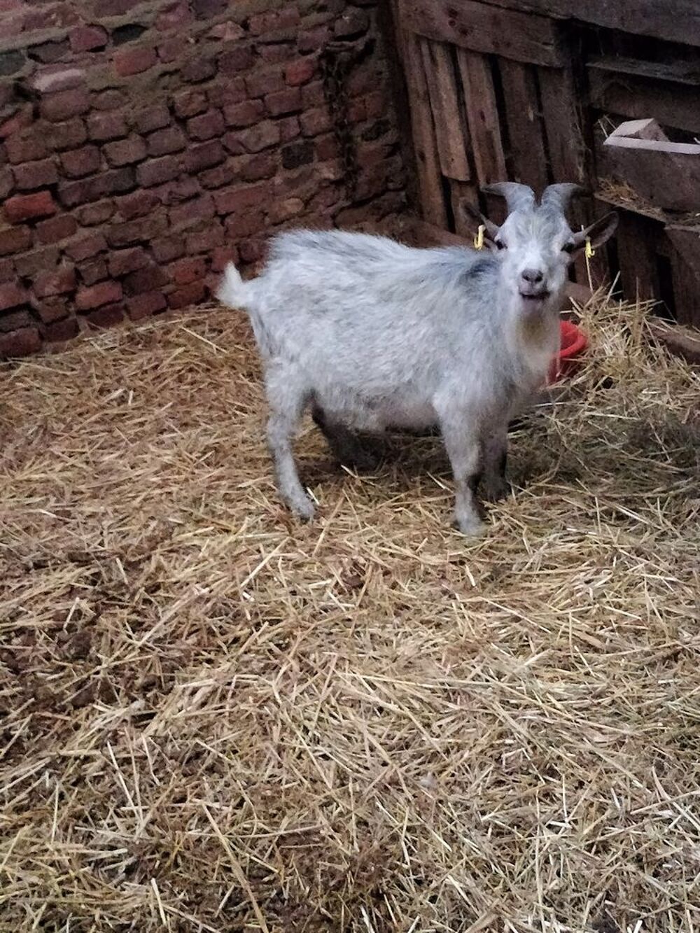   Bouc nain bleu entier  
