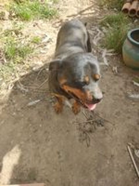   donne chienne Rottweiler  