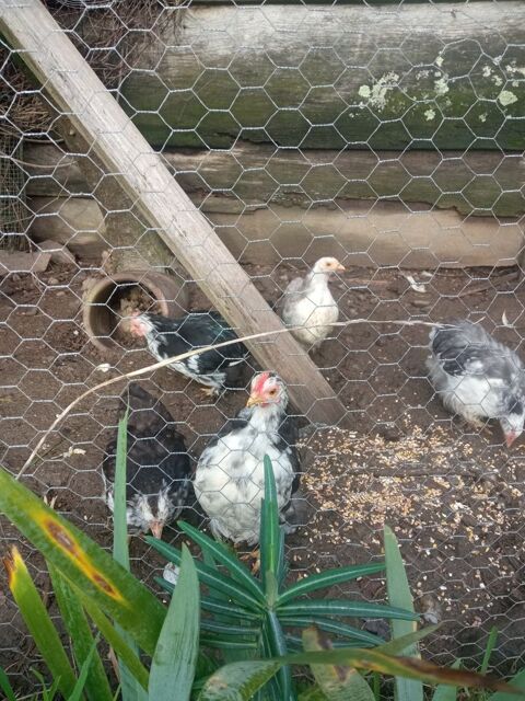 Pekin 20 44460 F�gr�ac