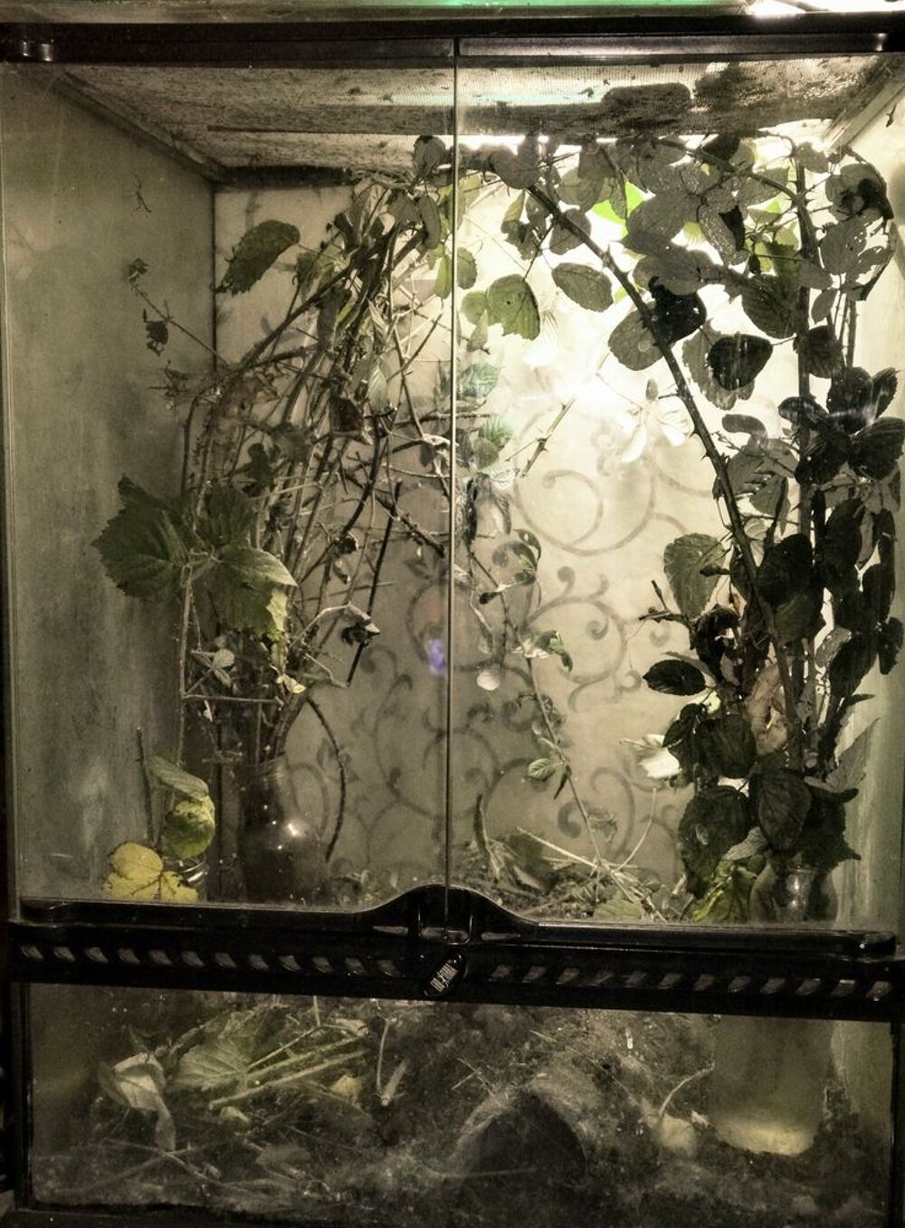 terrarium et phasmes Jardin