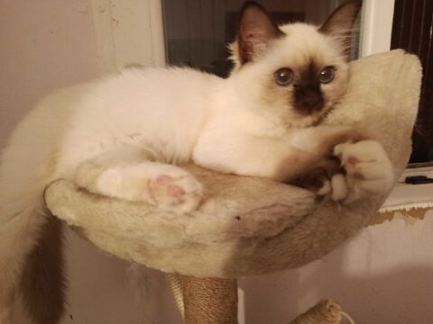 CHATON SACRE DE BIRMANIE 450 89340 Villeneuve-la-guyard