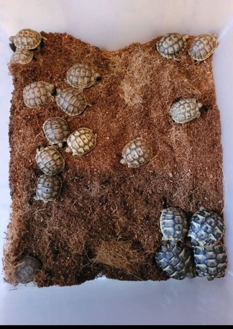 Tortue de terre 30 84550 Mornas