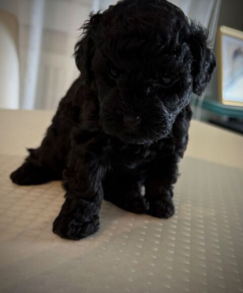 Caniche Toy Noir 2000 63000 Clermont-ferrand