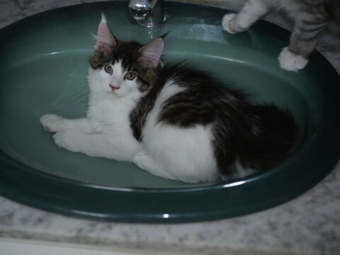 Deux chatons Maine Coon LOOF, m&acirc;les, d'une m&ecirc;me port&eacute;e. 850 37130 Langeais