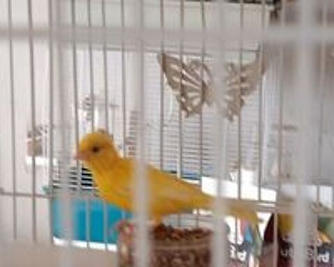   Perdu 2 poiseaux 
1 canari nain jaune bague rouge et 1 Gould 
