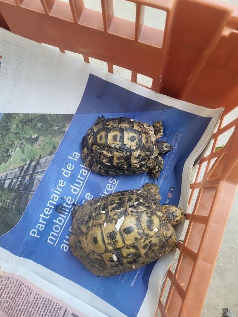 Tortue 13700 Marignane