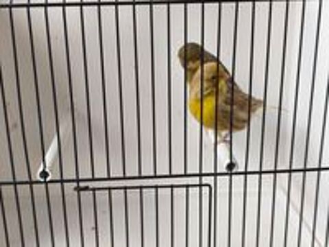  Canaris gloster mâles 2026 