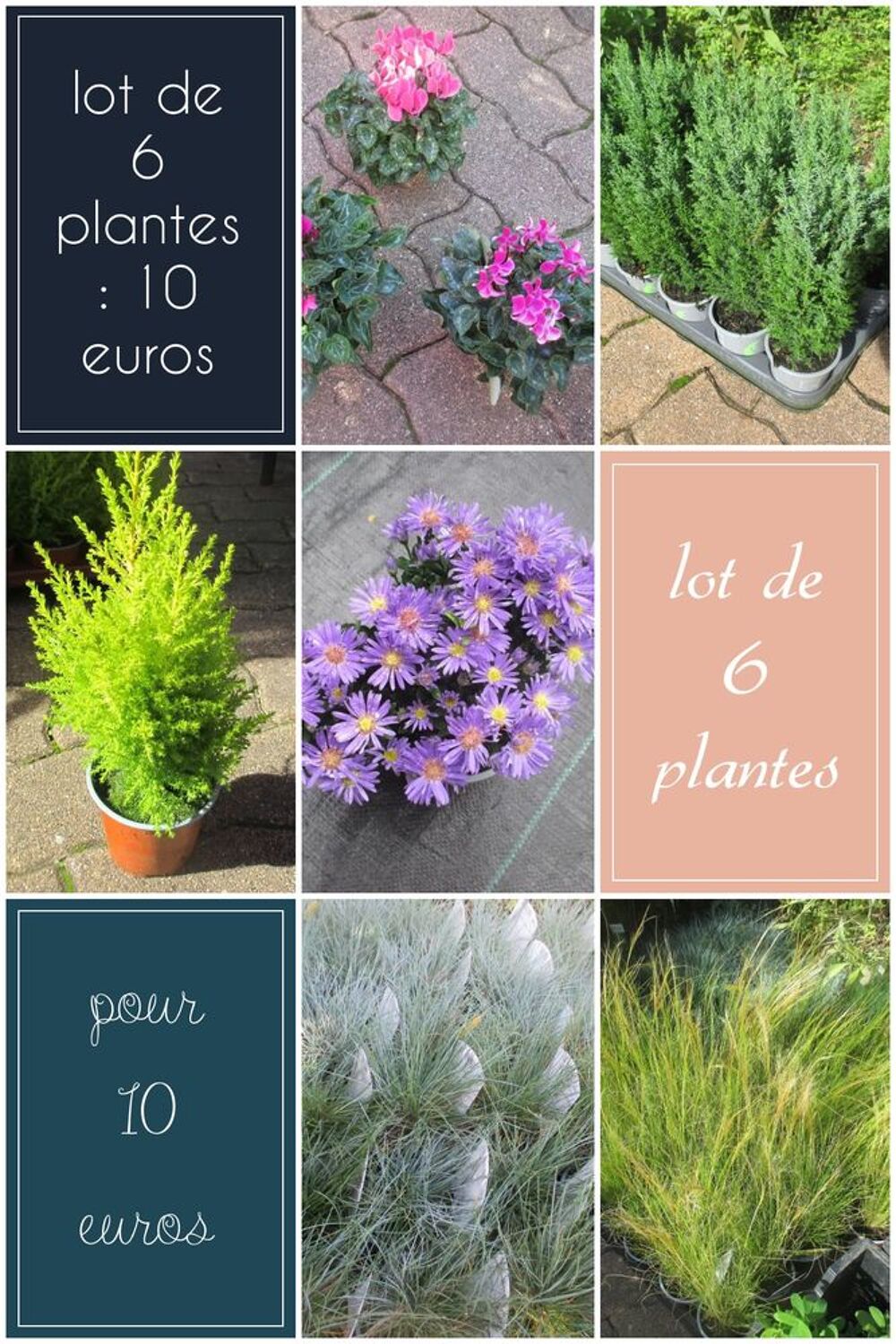 Lot de 6 plantes : 10 euros Jardin