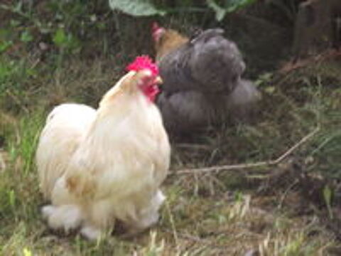   couples de pekins 