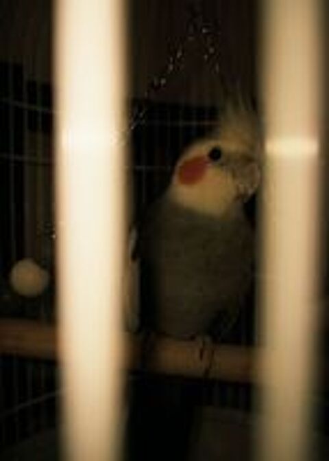   oiseau 