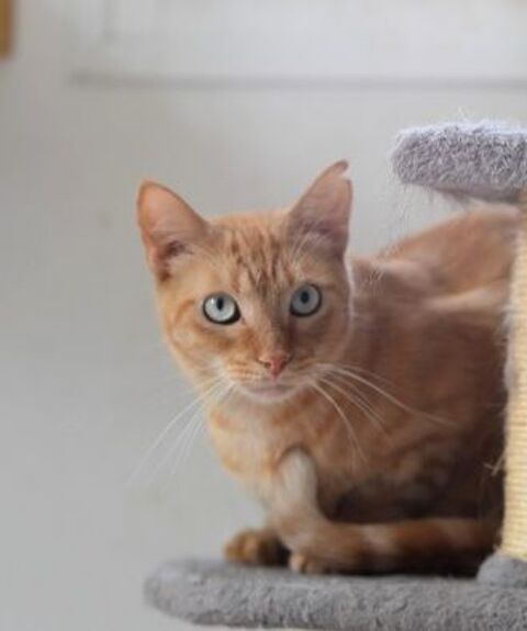 SAN FERNANDO 230 27620 Gasny