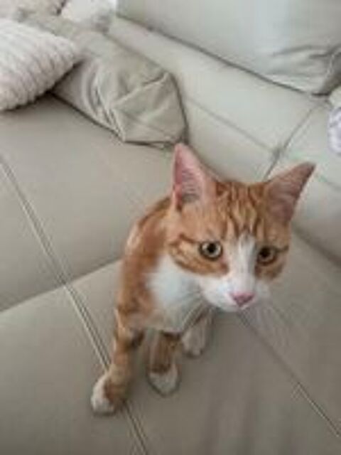  Chaton adorable 