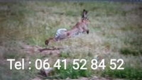   LAPINS DE GARENNE 
