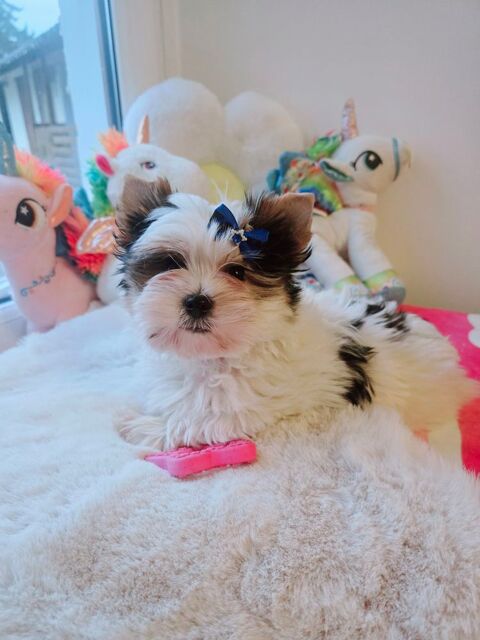 Chiot male Biewer terrier 1900 38140 Apprieu