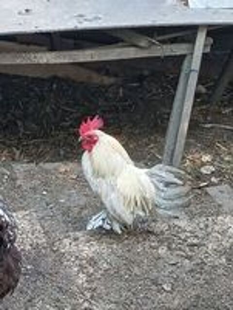   Jeune coq nain sabelpoot porcelaine isabelle  
