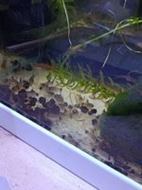   Corydoras Panda a voile  