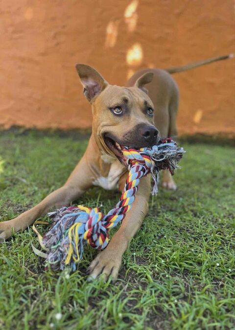 Omy, m&acirc;le crois&eacute; berger, n&eacute; le 31/01/2024🐶 380 78000 Versailles