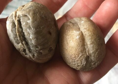 Coquillages fossilisés 5 Paris 20 (75)